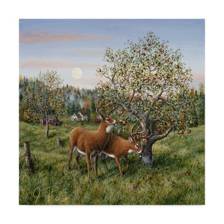 Jeff Tift 'Whitetails Under The Apple Tree' Canvas Art,35x35